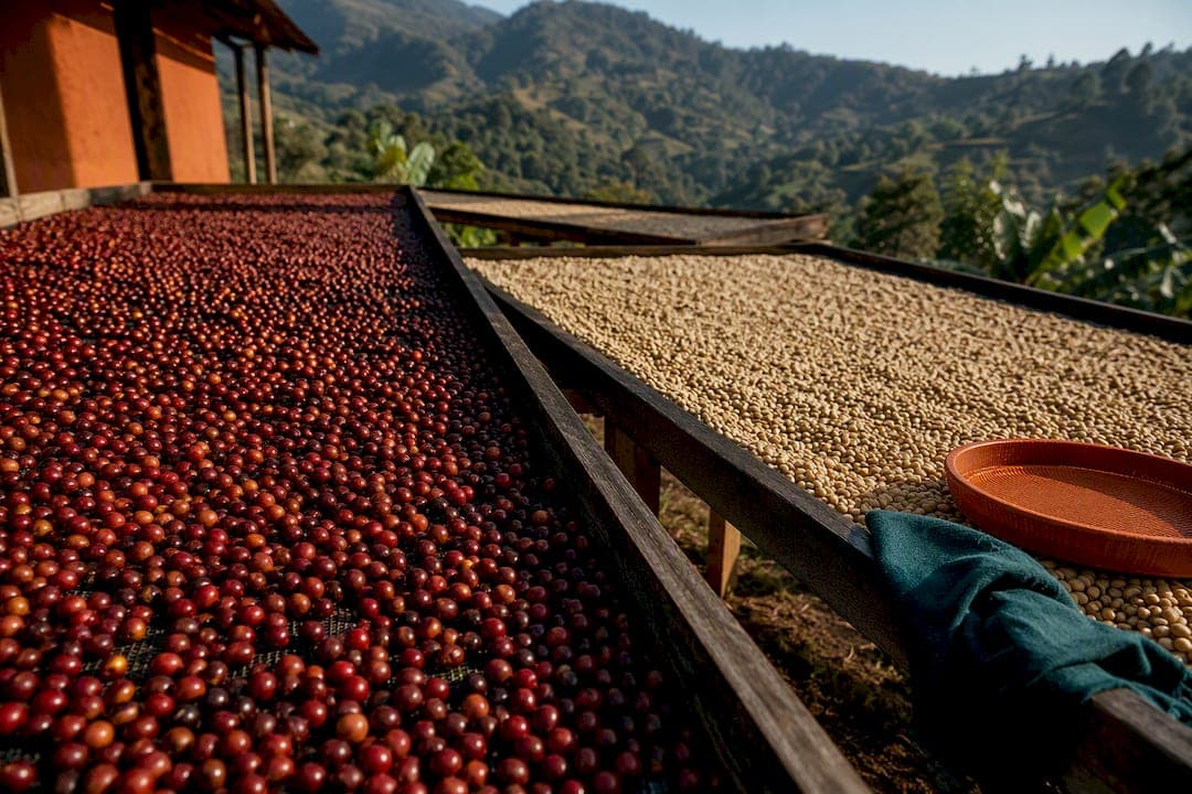 Home Brewers: 4 Brewing Recipes for Washed vs Natural Coffee